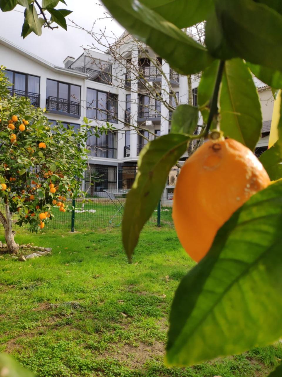 Gega Hotel Gagra Ngoại thất bức ảnh